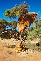 Tree with big nest of weaver birds colony