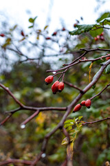 Red berries in the forest on rainy day