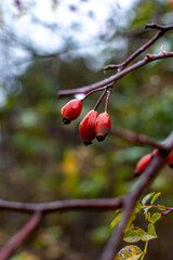 Red berries in the forest on rainy day