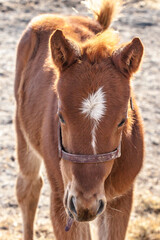 The head of a fuzzy ten day old Thoroughbred foal with a blaze like a leaf. and a baby halter.