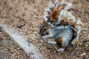 Retrato de una ardilla en el parque