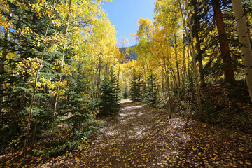 Autumn alley - Colorado,  Rocky Mountains