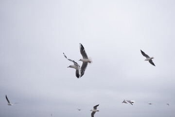 Seagulls in winter cloudy day.