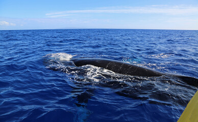 Fototapeta premium Whale under the boat - Humpback whale, Maui, Hawaii