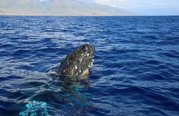 Whale breaching from blue water - Humpback whale, Maui, Hawaii