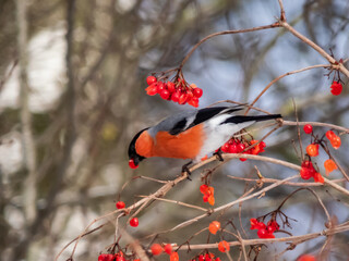 Bird Eurasian bullfinch sitting on branches of guelder rose and eating red fruits in winter