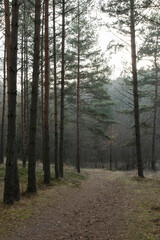 Mroczna ścieżka przez las. - obrazy, fototapety, plakaty