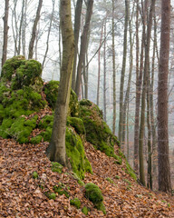 Mroczny las. Skały pokryte mchem w starym wilgotnym lesie.