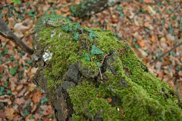 green moss on a tree
