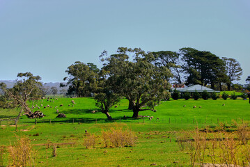 Fototapeta na wymiar Grazing Sheep in a Farm Pasture Near Ballan, Victoria, Australia