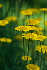 yellow flowers in garden