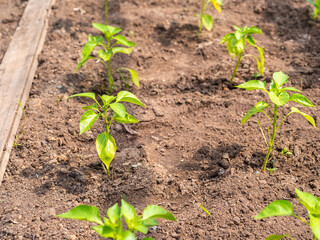 Beds with sprouts of bell pepper in a greenhouse