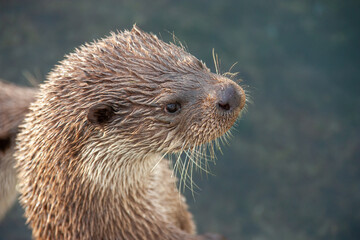 close up of norwegiean sea otter standing by the water 