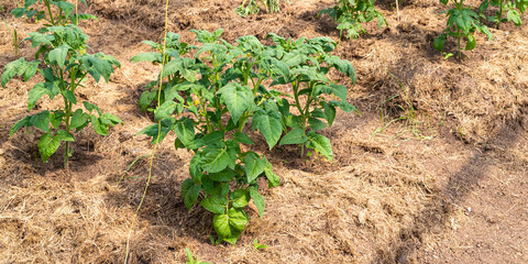 Garden beds with growing tomato bushes