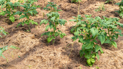 Garden beds with growing tomato bushes
