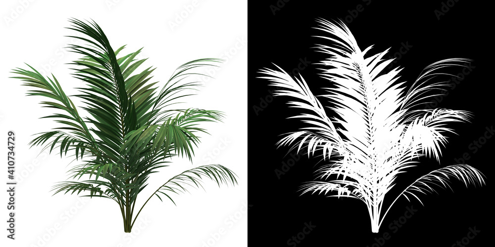 Wall mural front view of golden cane palm tree. png with alpha channel to cutout. made from 3d model for compos