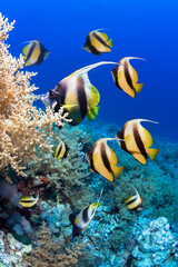 Underwater scene. Coral reef with colorful fish groups in the clean sea water.
