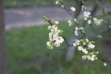 Blooming cherry blossoms close-up. Spring joyous mood.