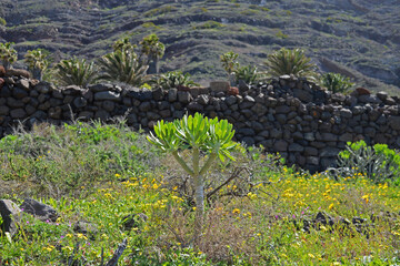 field of flowers in the mountains