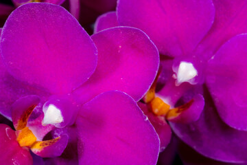 Close-up of Moth Orchid Flowers