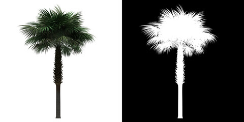 Left view of Sabal Palm Tree. PNG with alpha channel to cutout. Made from 3D model for compositing.	