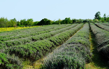 Fototapeta na wymiar Field of lavender plants in early spring before flowering