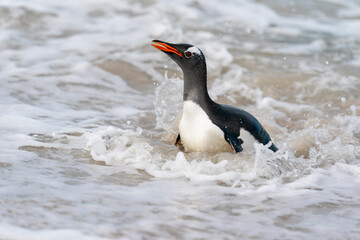 The gentoo penguin (Pygoscelis papua)