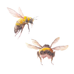 Watercolor bee illustration. Set of two isolated insects on white background.