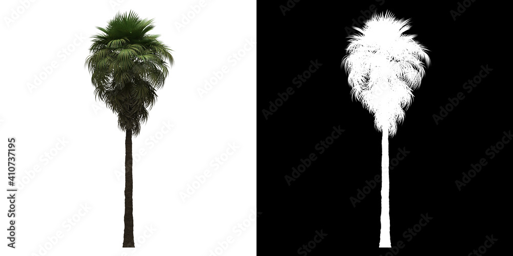 Wall mural left view of california palm tree. png with alpha channel to cutout. made from 3d model for composit