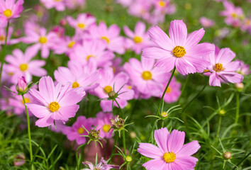 Fototapeta na wymiar Pink cosmos flowers in the garden