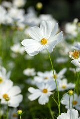 White cosmos flowers in the garden