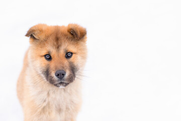 japanese Akita Inu puppy portrait on the white background with a serious look