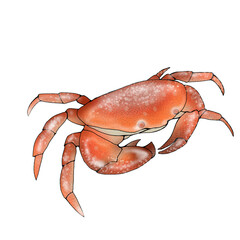 Red crab on white background 