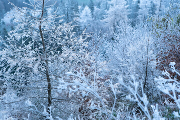 Winter forest with snow and frost on the trees in the mountains. Morning frozen trees in the forest. Winter landscape with trees covered with frost