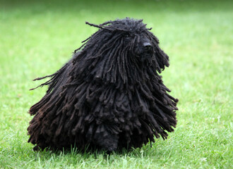 Hungarian Puli
