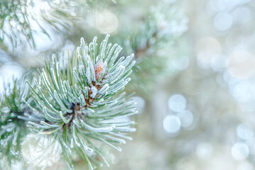 Naklejka na ściany i meble Pine branches in the frost. Winter background with snowy pine tree branches. Beauty in nature