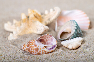Fototapeta na wymiar Shells stacked on sea sand. Fossils of marine animals on the beach.