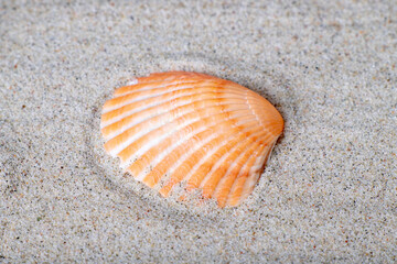 A seashell lying on the sea sand. Fossils of marine animals on the beach.
