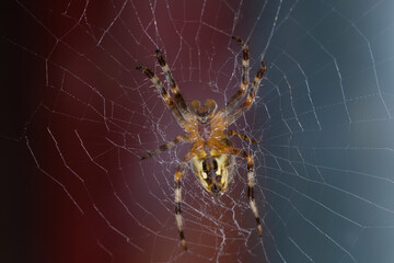 The lower part of the spider, around it is a web