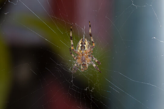 The lower part of the spider, around it is a web
