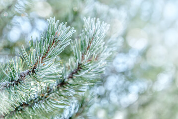Pine branches in the frost. Winter background with snowy pine tree branches. Beauty in nature
