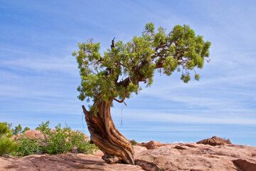 Single Utah juniper standing alone in Dead Horse Point State Park, Utah