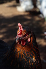 portrait photo of black chicken