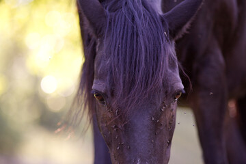 Pferd hat viele Fliegen am Auge, Insekten Abwehr	