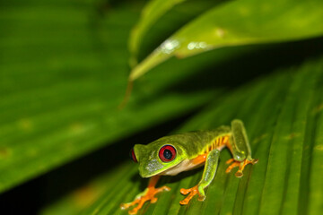 green frog on a leaf