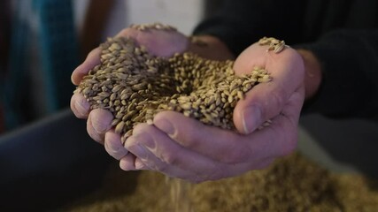 Male Hands Sifting Dried Malted Barley Grains in Slow Motion