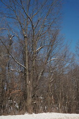 Trees in the Snow with Blue Sky