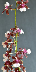 Raspberry Chocolate Orchid 