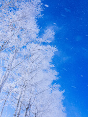 Fototapeta premium 霧氷と青空 