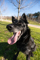 Happy black pretty dog ​​in the park in sunlight with tongue out running in the park